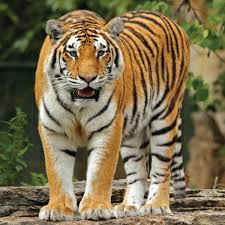 Which Are Top Things To Do In Ranthambore For Wild Adventure
